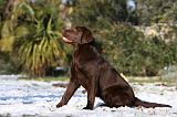 LABRADOR 933